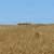 Crop Circles